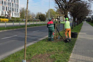 Więcej drzew w Lesznie