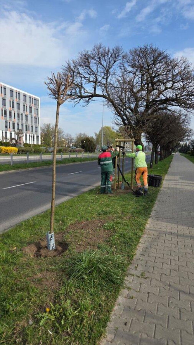 Więcej drzew w Lesznie