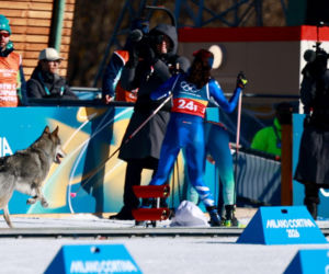 Pies biegł z zawodniczkami na trasie igrzysk