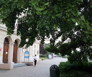 Stare drzewo z ul. Jagiellońskiej może zostać Drzewem Roku. Każdy może zagłosować! 