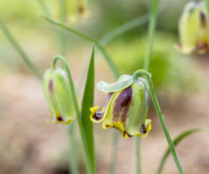 Szachownica ostropłatkowa