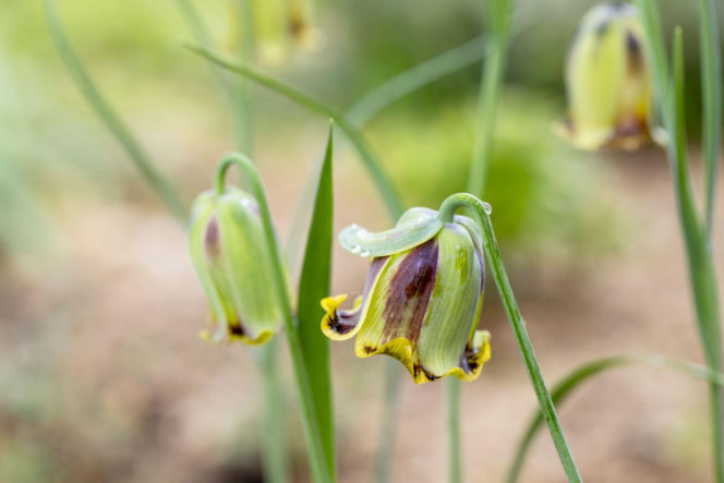 Szachownica ostropłatkowa