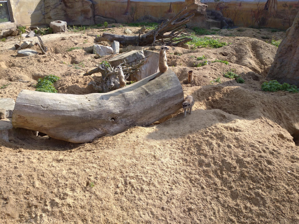 Ogród zoologiczny im. Stefana Milera w Zamościu