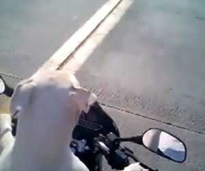 Pies jeździ na motocyklu