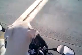 Pies jeździ na motocyklu