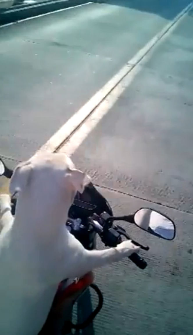 Pies jeździ na motocyklu