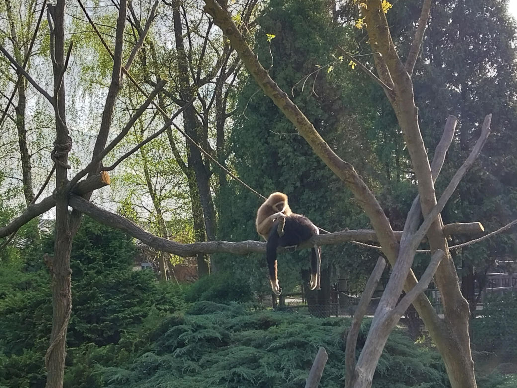 Wiosenny spacer w zamojskim zoo