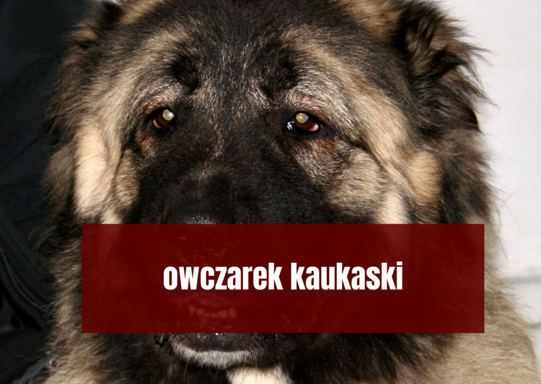 Na te psy musisz mieć zezwolenie! Zobacz listę najgroźniejszych ras w Polsce
