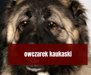 Na te psy musisz mieć zezwolenie! Zobacz listę najgroźniejszych ras w Polsce
