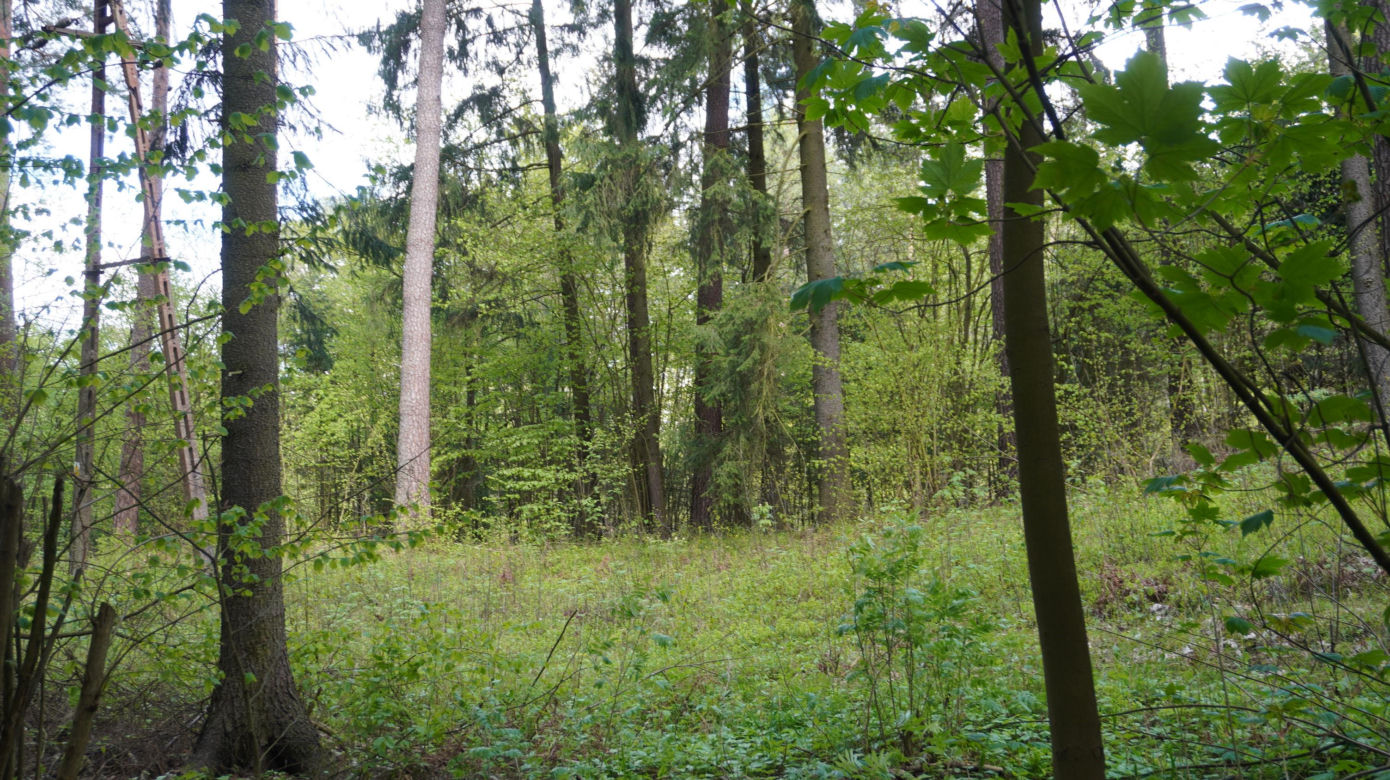 Leży w pobliżu centrum Olsztyna i wygląda bajecznie wiosną. Zobacz piękny rezerwat Mszar [ZDJĘCIA]