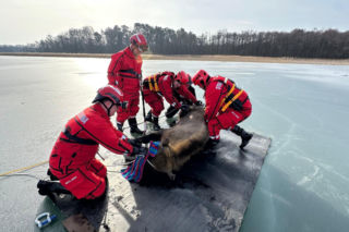 Żubrzyca utknęła na lodzie. Dramatyczna akcja strażaków