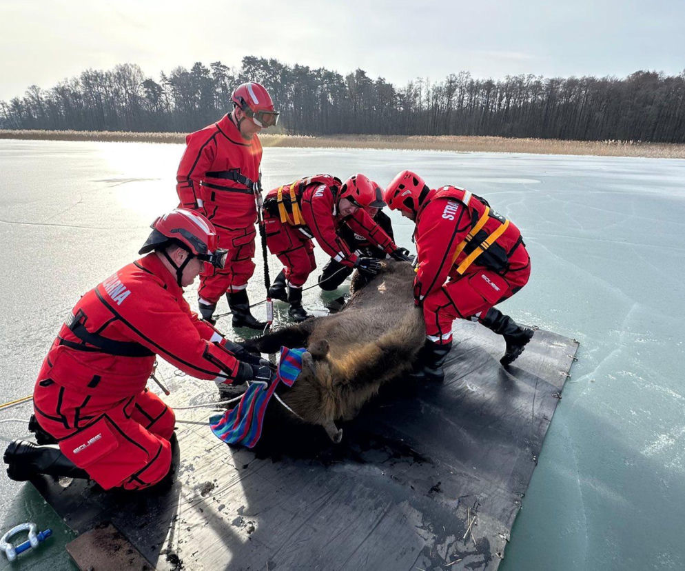 Żubrzyca uwięziona na jeziorze. Dramatyczna akcja ratunkowa na kruchym lodzie