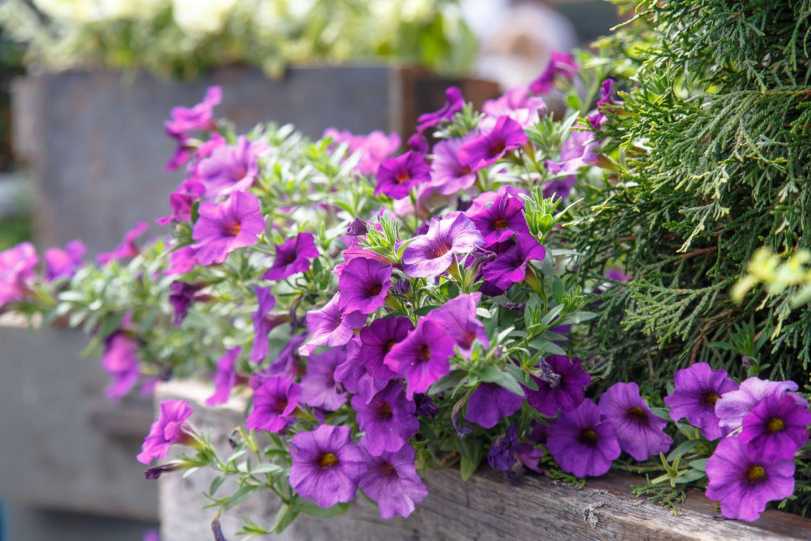 Petunia