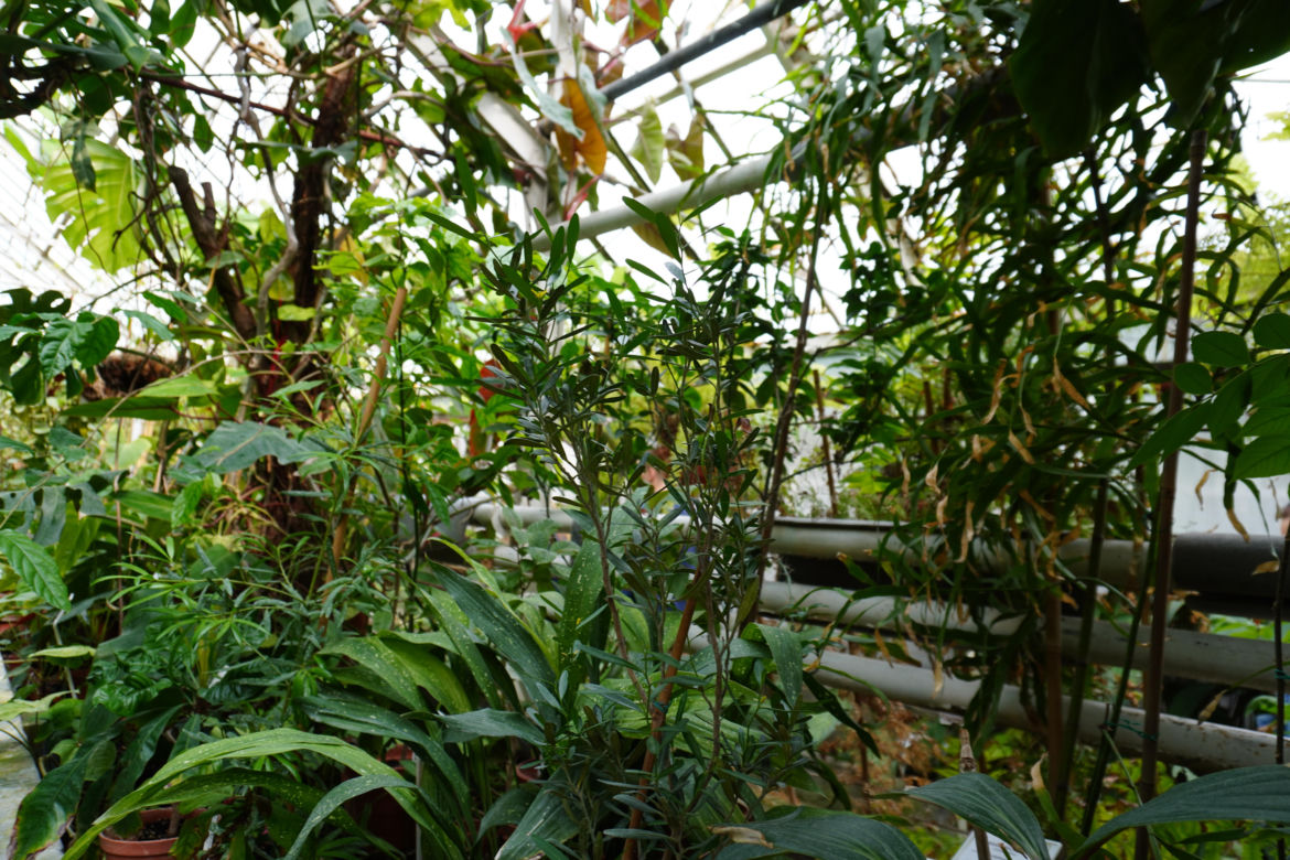 Ogród Botaniczny w Lublinie