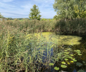 Bitwa o Polanę Ukciańską nad Krutynią