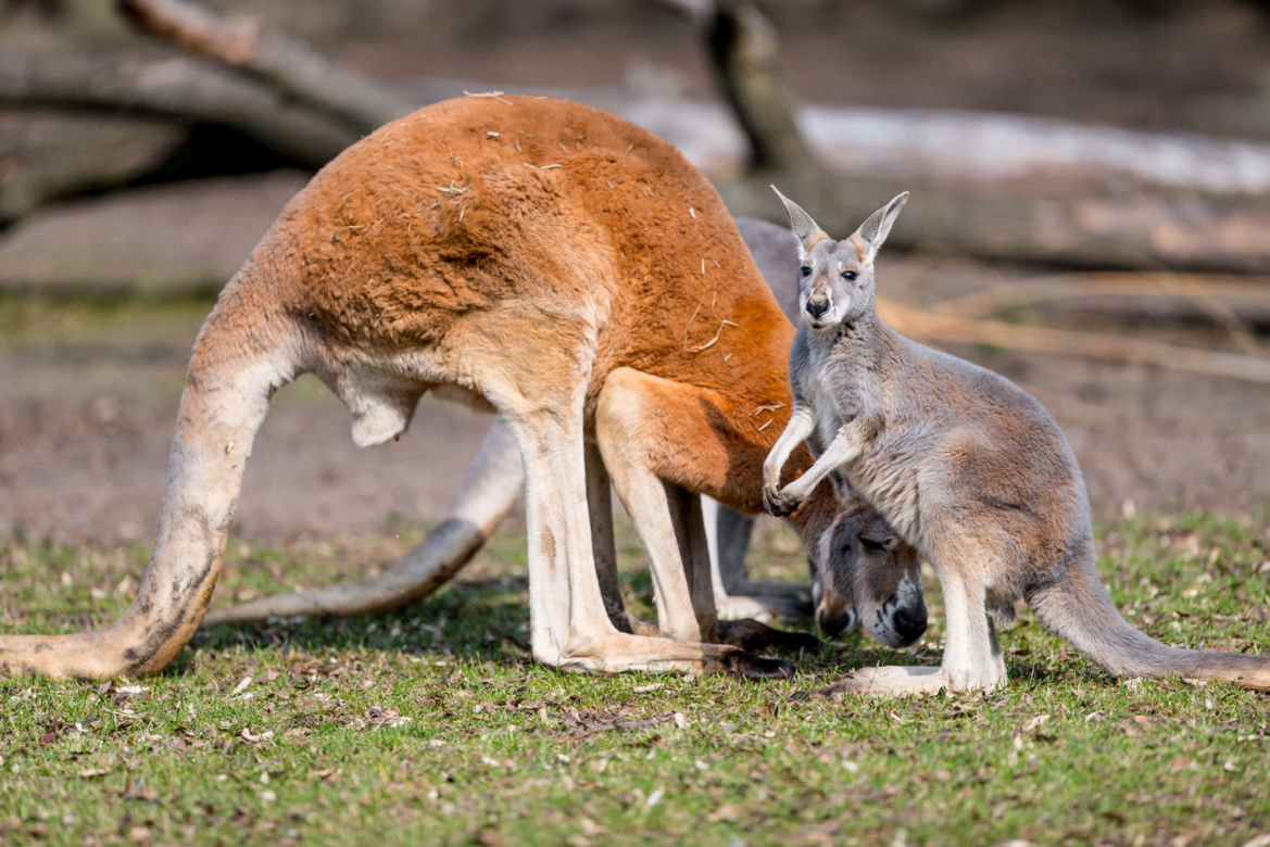 Nowy mieszkaniec wrocławskiego zoo