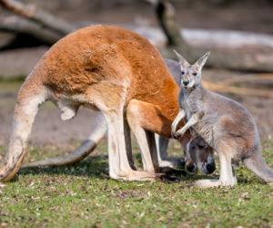 Nowy mieszkaniec wrocławskiego zoo