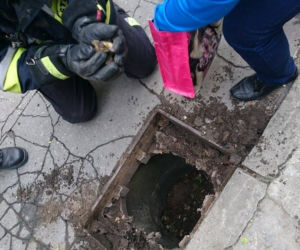 Strażacy uratowali maleńkie kaczki uwięzione w studzience kanalizacyjnej [GALERIA ZDJĘĆ]