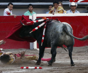Jose Tomas matador ugodzony rogiem przez byka