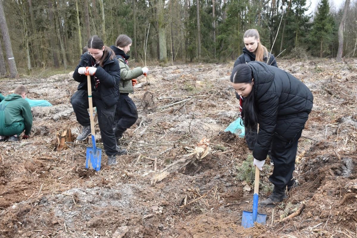 Las Pamięci w Marchwaczu