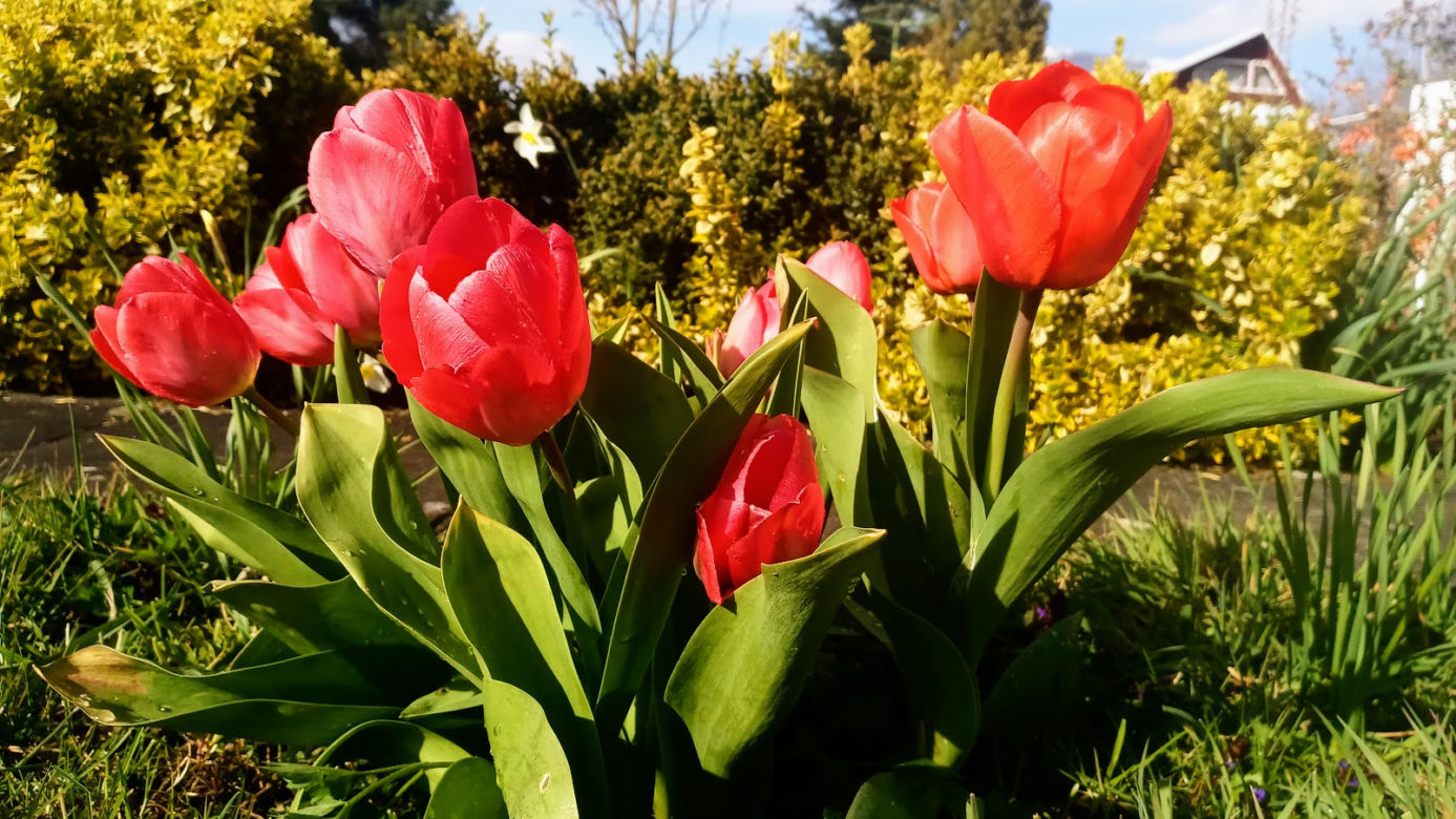 Tulipan