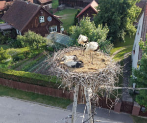 Młode uczą się latać. Bocian Krutek  szykuje się z rodziną  do jesiennej eskapady!
