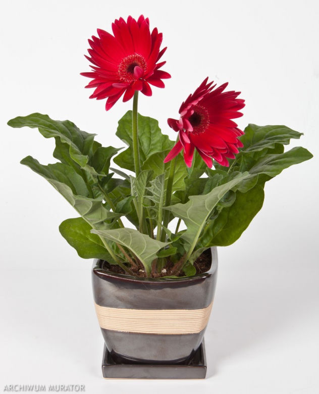 Gerbera
