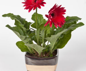 Gerbera