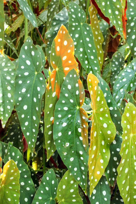 Begonia koralowa
