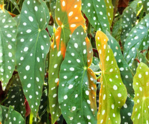 Begonia koralowa