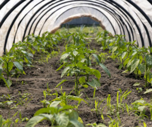 Jak uprawiać warzywa w tunelu foliowym?