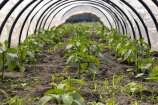 Jak uprawiać warzywa w tunelu foliowym?