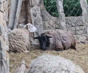 Dramat zwierząt w mini ZOO w Kałkowie