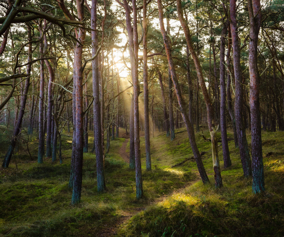 TOP 5 leśnych wypadów na majówkę w regionie radomskim