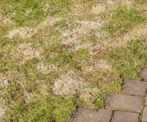 Rozgnieć, zalej wodą i spryskaj placki pleśni na trawie. Uratujesz trawnik, a wiosną zagęści się niczym dywan. Sposób na pleśń śniegową na trawniku 