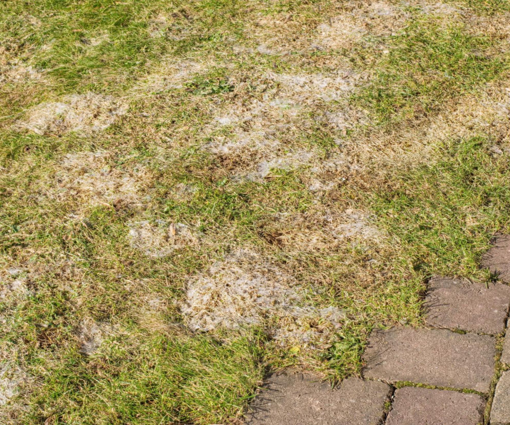 Sposób na pleśń śniegową na trawniku