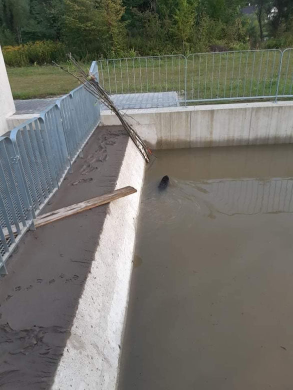 Zabrzeż. Strażacy uratowali bobra przed straszną śmiercią