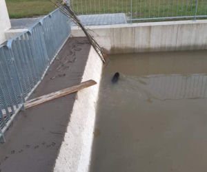 Zabrzeż. Strażacy uratowali bobra przed straszną śmiercią