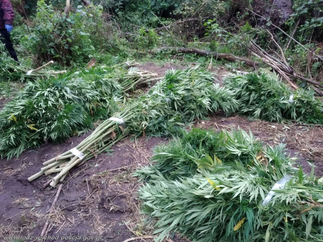 Ogromne plantacje marihuany w lesie pod Tuszynem! Akcja policji trwała tam kilka godzin!