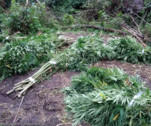 Ogromne plantacje marihuany w lesie pod Tuszynem! Akcja policji trwała tam kilka godzin!