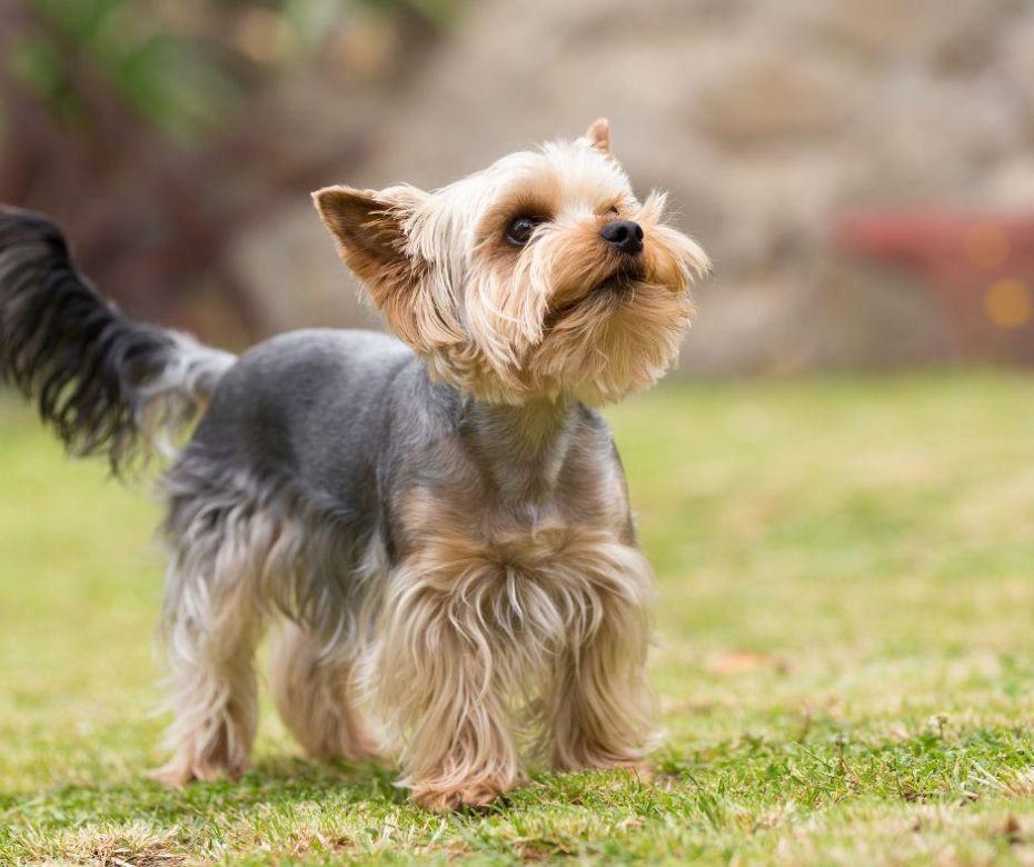 Yorkshire terrier