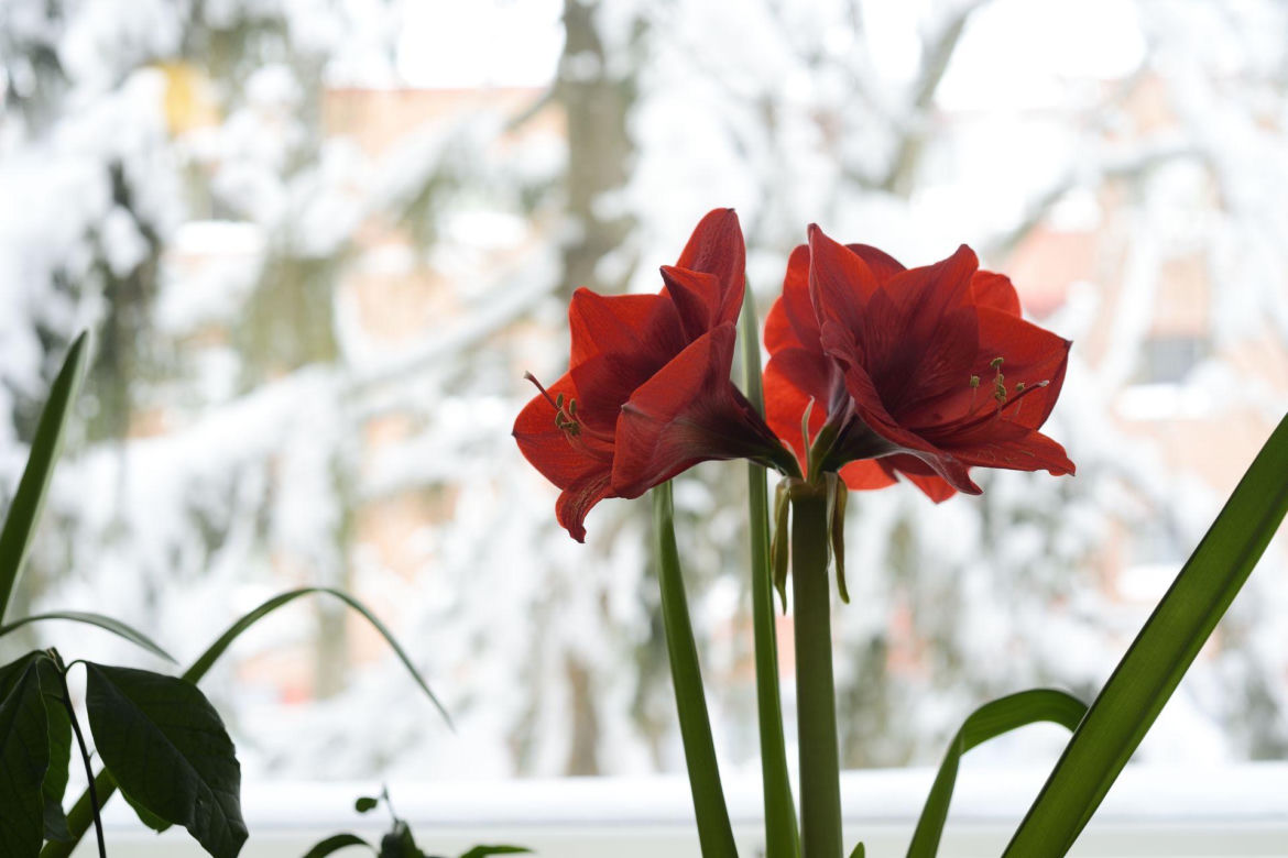 Kwiat hippeastrum