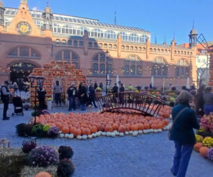 Dyniowa farma pojawiła się na Placu Dominikańskim, tuż przy Hali Targowej