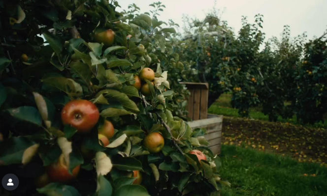 Księżna Kate jest jesieniarą! Nowy film może wzruszyć