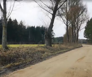 Safari na Podlasiu. Żubry tuż przy drodze
