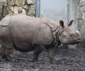 Szokujące narodziny we wrocławskim zoo! Pierwszy TAKI nosorożec [ZDJĘCIA]