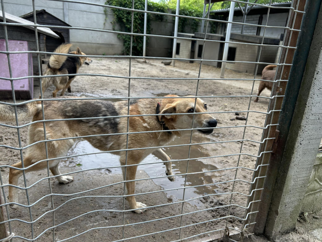 Konińskie schronisko dla zwierząt w ciężkiej sytuacji po ostatnich ulewach