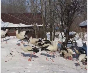 Bocian dostał w dziób od Pana Andrzeja