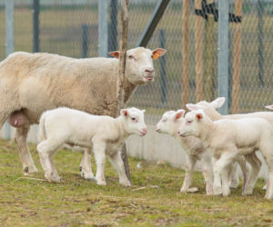 Nowe jagnięta w Zwierzętarni ZUT