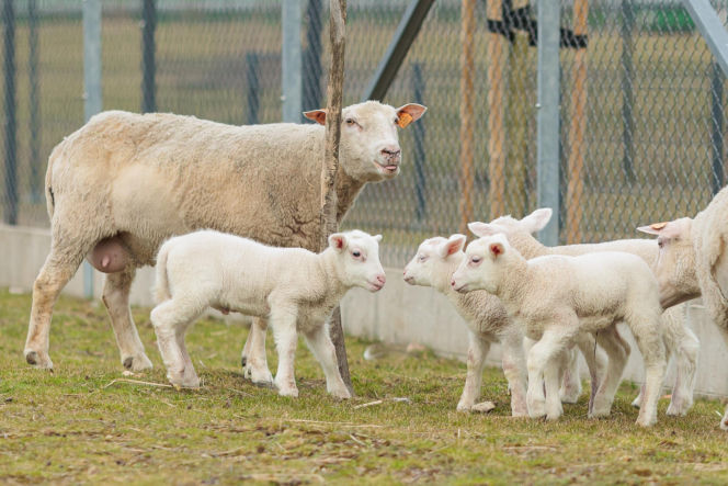 Nowe jagnięta w Zwierzętarni ZUT